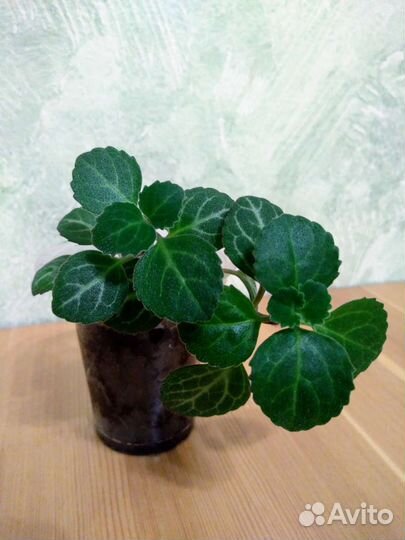 Комнатные Цветы Разные (50)