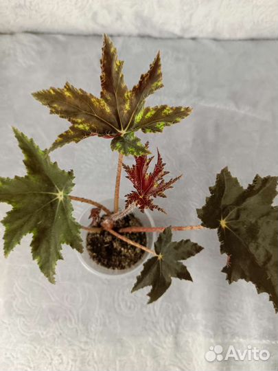 Бегония декоративно лиственная