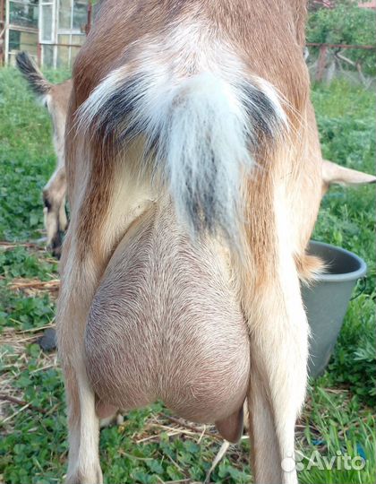 Дойные козы