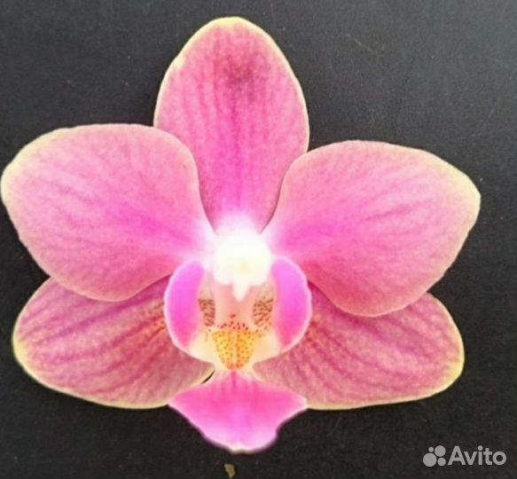 Орхидея фаленопсис
