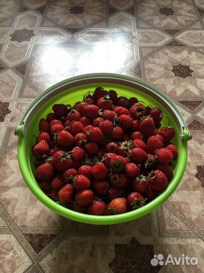 Земляника клубника