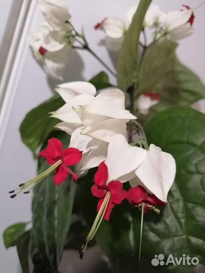 Клеродендрумы, стрептокарпелла