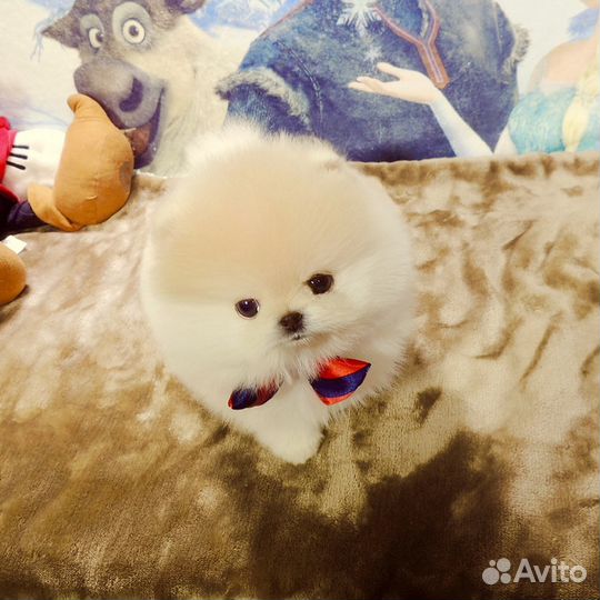 Супер шпиц мини на ладошке