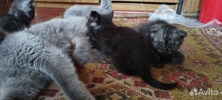 Шотландские