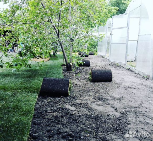 Рулонный газон