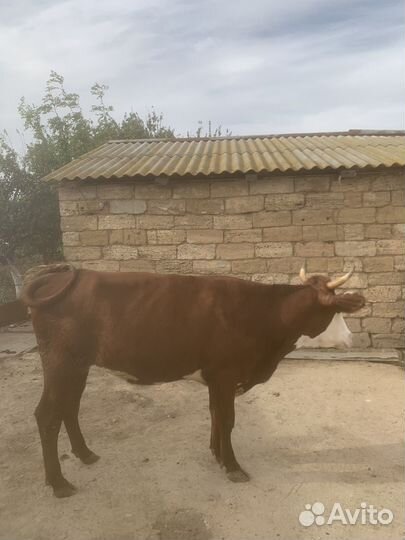 Телка тельная