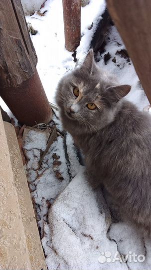 Смешенноя порода, британская, мома их британка