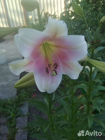 Лилейники и лилии