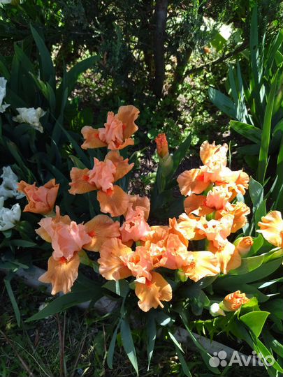 Карликовые ирисы