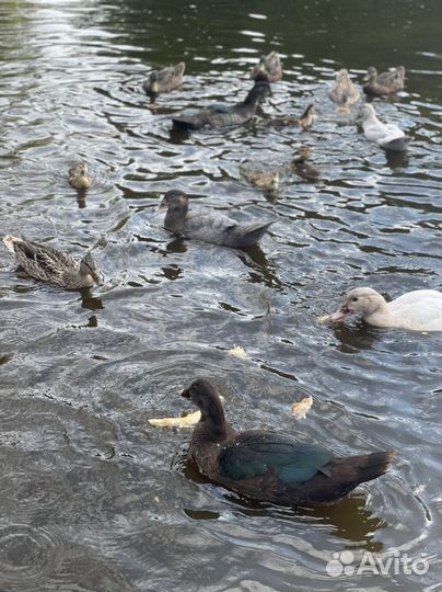 Мускусные утята