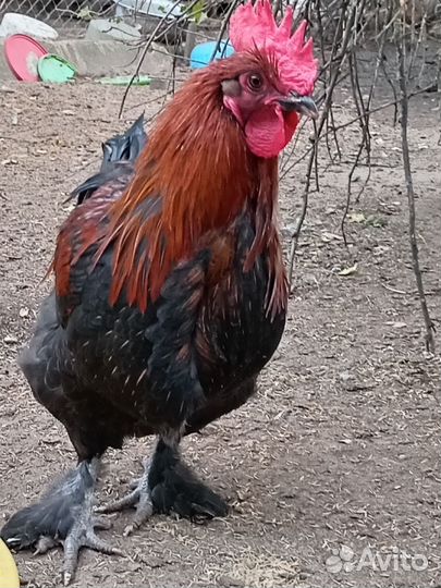 Петушки Маран черно-медный, пушкинский