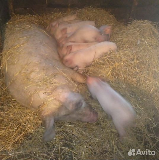 Свиноматка