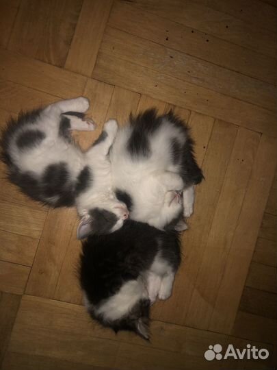 Котенок в добрые руки бесплатно