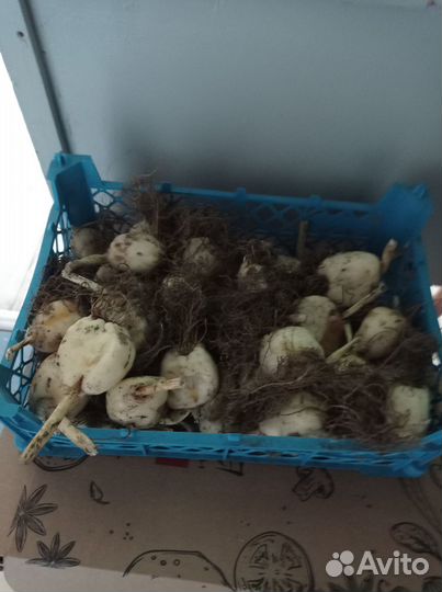 Рябчик цвета перепутаны