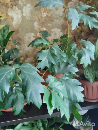 Аспирагус, фикус, цисус ромбовидный, традесканция