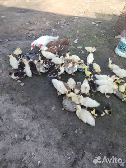 Индоутки разных пород