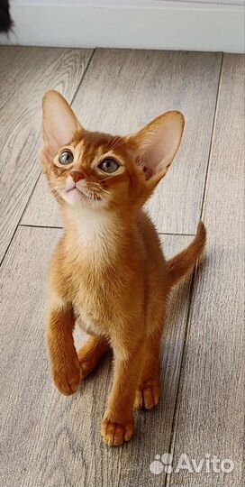Абиссинские котята