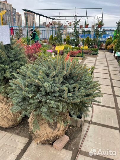 Саженцы ели. Ель голубая 