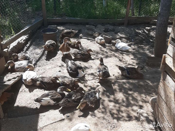 Утки 3х месячные