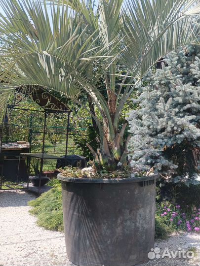 Бутия головчатая или желейная пальма