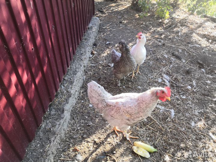 Молодые петухи