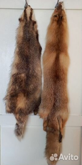 Шкуры лисы и енота