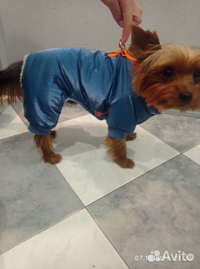 Одежда для маленькой собаки