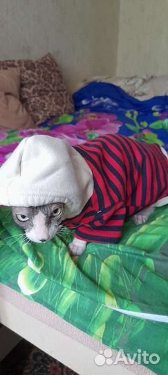 Костюмчик для кота/собачки