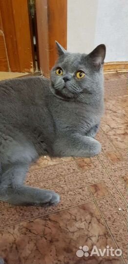 Британский мальчик Шер 1,5года привит кастрирован