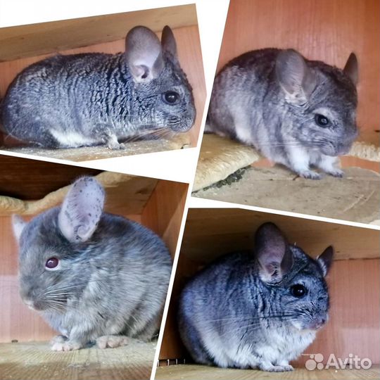 Самцы носители ангоры, сапфира, фиолета