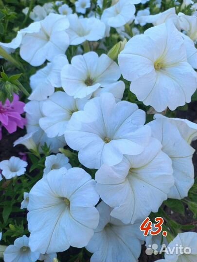 Петуния калибрахоа петхоа