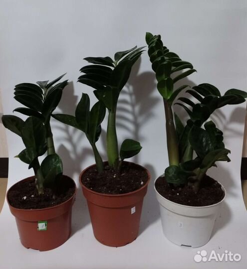 Замиокулькас равен и зензи, лист замиокулькаса