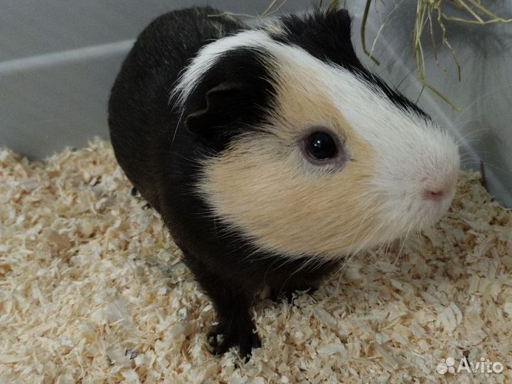 Морская свинка мальчик