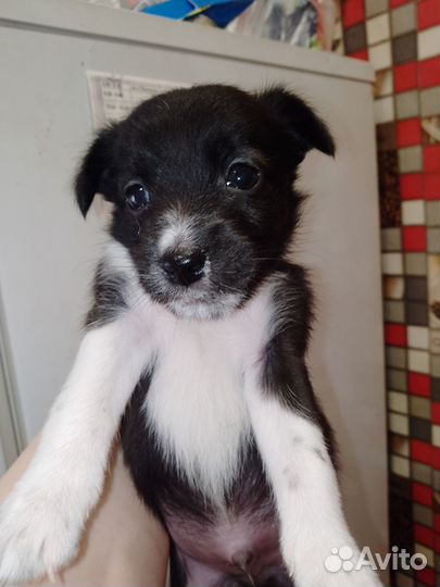 Отдам в добрые руки