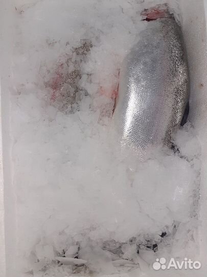 Форель карелия 2/3 кг