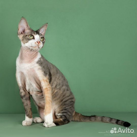Кошечка девон рекс, г.Москва