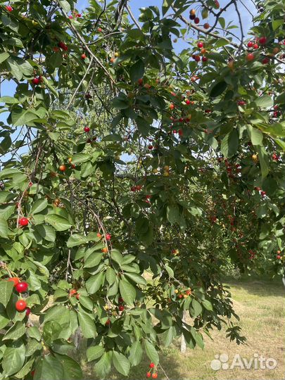 Черешня вишня с доставкой