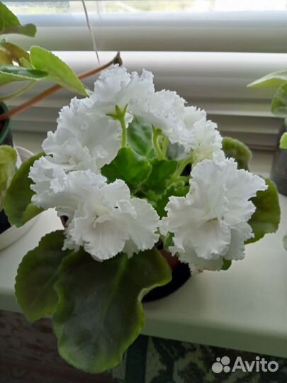 Цветы в наличии разные