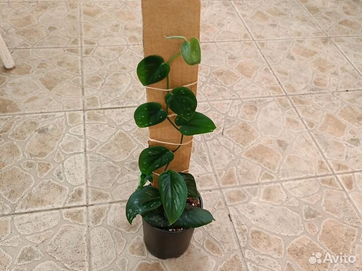 Эпипремнум микс