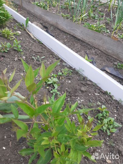 Хоста растение