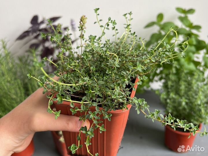 Розмарин / Мята перечная / Мелисса / Тимьян