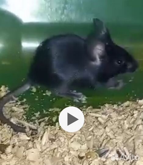 Декоративные мышки