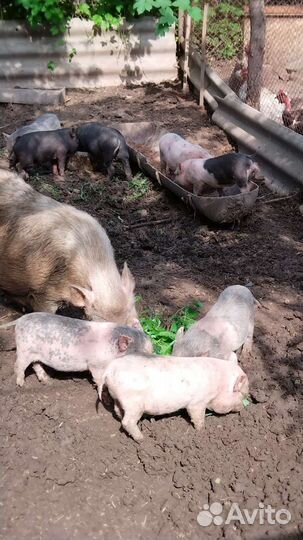 Вьетнамские поросята