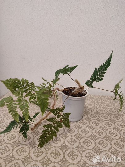 Папоротник Даваллия