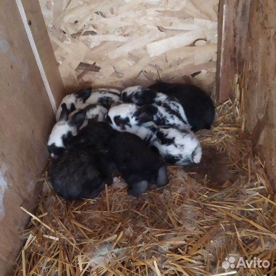 Кролик на разведение