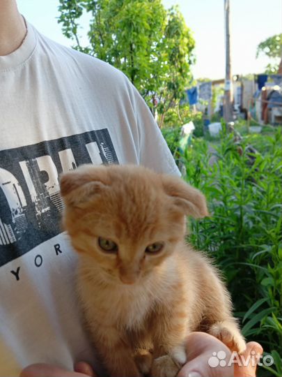 Продам котят