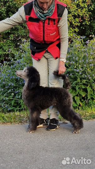 Серые королевские девочки