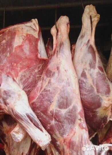 Продам мясо говядина