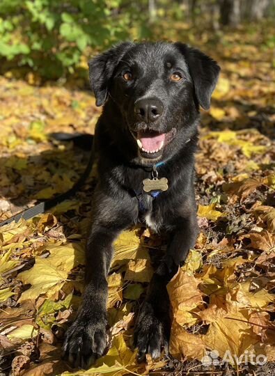 Собака в добрые руки