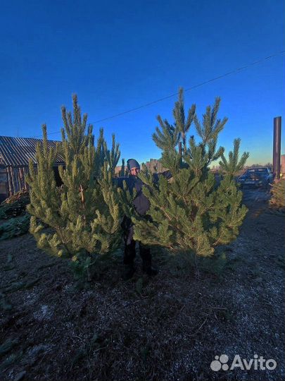 Сосна новогодняя оптом